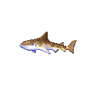 Leopard Shark