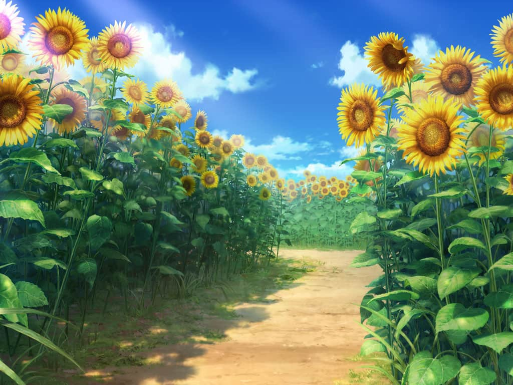 Puella Magi Madoka Magica Side Story: Magia Record - Sunflower Field [bg_adv_20791]