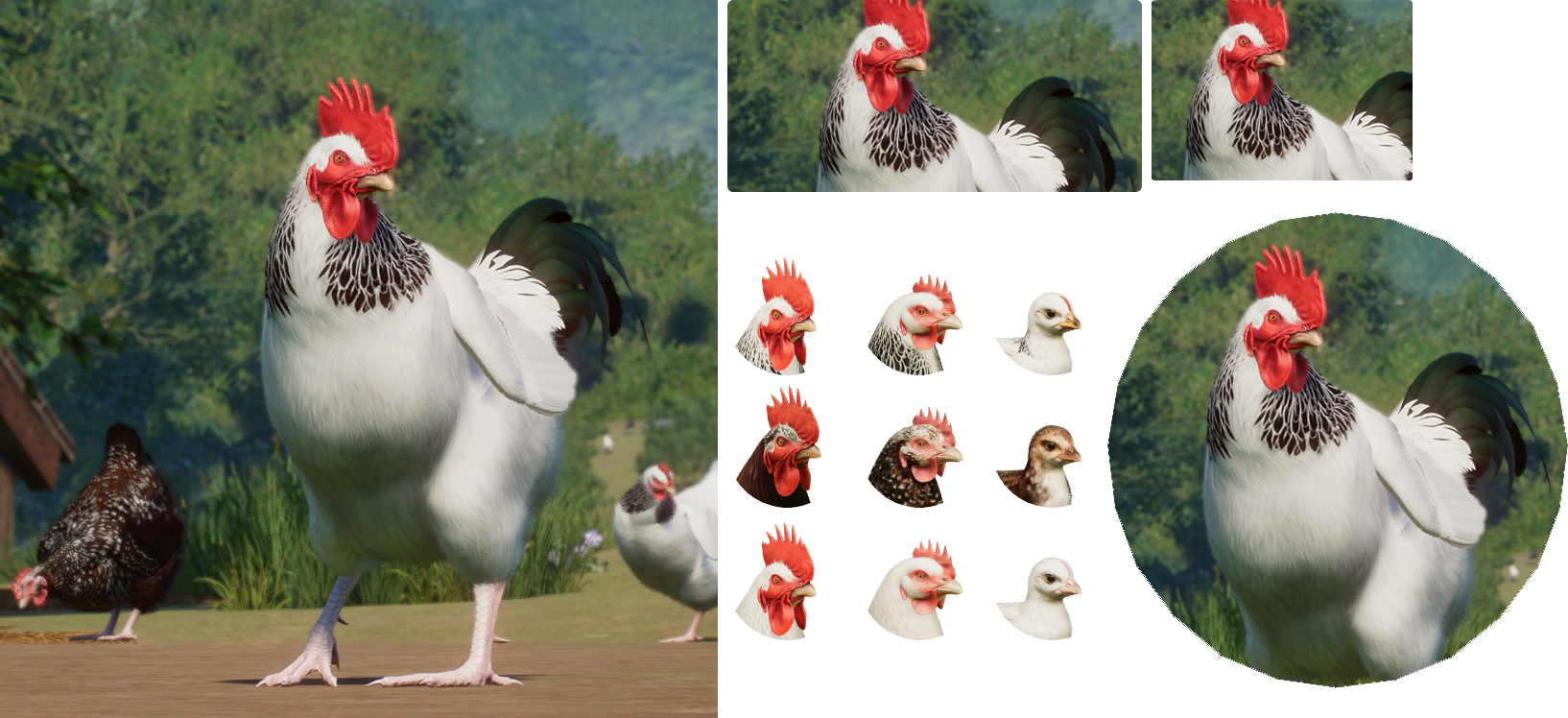 Planet Zoo - Sussex Chicken